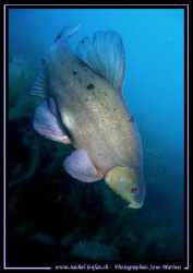 A magestic Tench in one of our small diving lakes... :O) ... by Michel Lonfat 